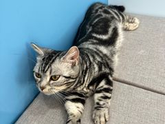 -喵宠乐园·撸猫互动·猫舍