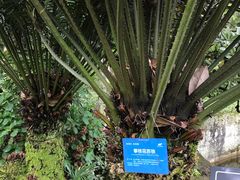 -南山植物园