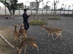 -鹿境梅花鹿生态园区