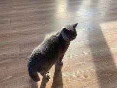 -猫的茶·猫咖