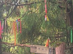 -天目山大树王景区