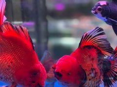 -青石桥花鸟鱼虫市场(叠翠城店)