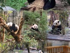 -都江堰中华大熊猫苑