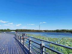 -大兴滨河森林公园