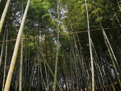 -宁波浙东大竹海景区