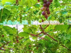 -海堤葡萄园中小学生研学基地