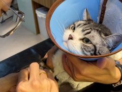 -御宝贝·A梦猫科宠物医院(国际猫友好医院)