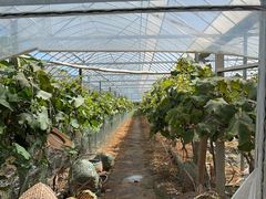 -马陆小张葡萄园农家乐