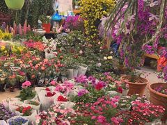 -双季花艺园艺市场(浦东店)