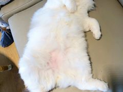 -猫腻·猫咖·撸猫馆(星光大道店)