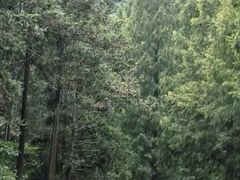 -天目山大树王景区