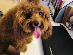 -猫音日语留学培训