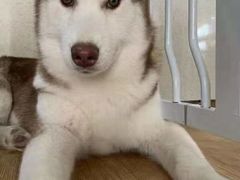 -Husky Go! 哈士奇体验馆·宠物咖啡厅狗咖