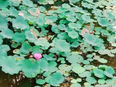 -叶家花园