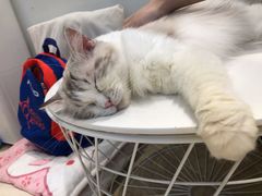 -momokira米努特·德文卷毛猫·棉花面纱犬