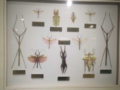 -上海昆虫博物馆