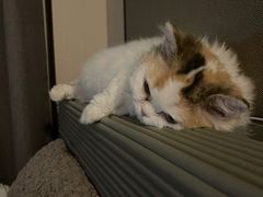 -宠颐生中康贝怡动物医院