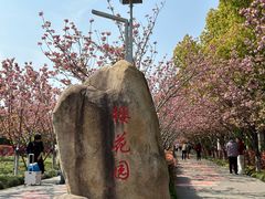 -高东镇樱花园