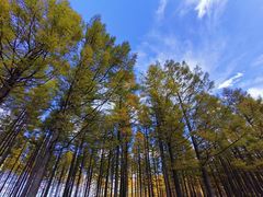 -塞罕坝国家级自然保护区