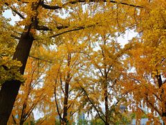 -三里屯东五街银杏大道