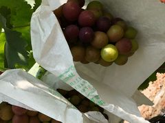 -马陆小张葡萄园农家乐