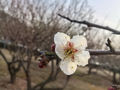 -香雪海