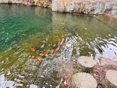 -千岛湖东南湖区