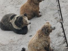 -青藏高原野生动物园