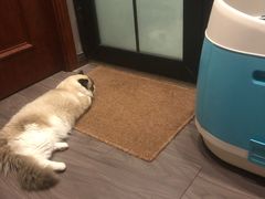-Goku PET SHOP宠物视觉生活馆(双井店)