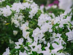 -上海滨江森林公园