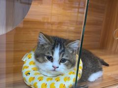 -喵百万·布偶·蓝金金渐层英短·猫舍(百子湾店)