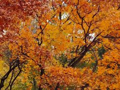 -北京西山国家森林公园