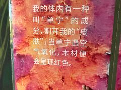 -东寨港红树林旅游区