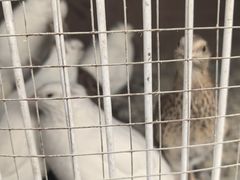 -小六农家乐(崇明西沙湿地店)