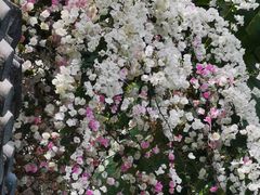 -深圳国际园林花卉博览园