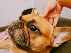 -爱侣宠医·鹦鹉专科·小型哺乳类·异宠专科(灵石路店)