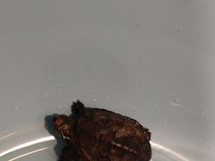 -派联宠物医院·24h·CT·异宠
