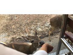 -清迈夜间动物园