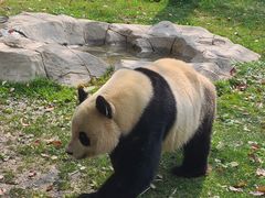 -上海野生动物园