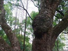 -徐家汇源景区-衡山公园