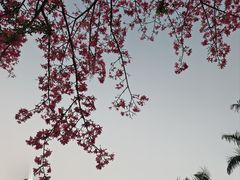 -深圳湾公园(南山区)