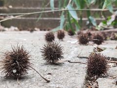 -杭州植物园