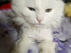 -米苏动物医院·犬猫专科·骨科外科内窥镜