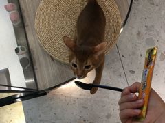 -飞行喵MR PILOT|猫舍·猫咖(静安大融城店)