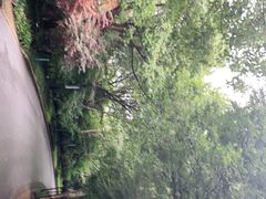 -吴淞炮台湾湿地森林公园烧烤区