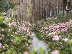 -琴亭湖公园