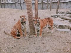 -北京野生动物园