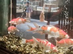 -浩运海鲜·16年专注青岛菜(石老人店)