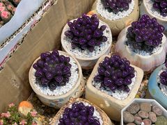 -循礼门鲜花花市(武汉循礼门店)