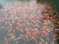 -长春市南湖公园